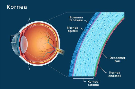 Kornea Nedir ?
