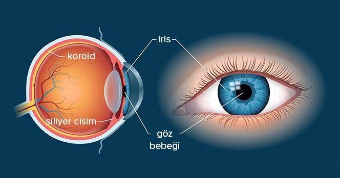 İris Nedir ?