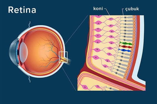 Retina Nedir ?
